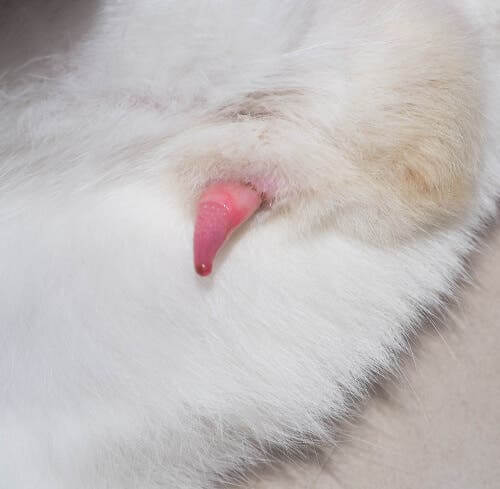 Síndrome urológica felina