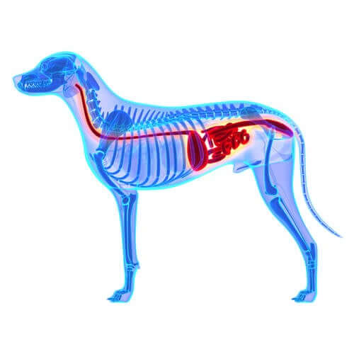 A microbiota intestinal canina