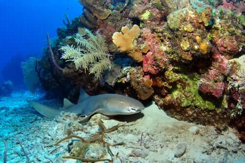o descanso dos peixes