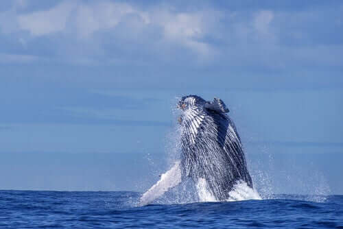 Classificação e identificação dos cetáceos: as baleias de basbas laminadas