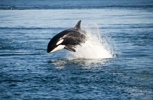 Classificação e identificação dos cetáceos: as orcas