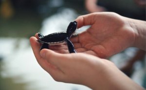 O apego em animais resgatados