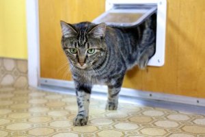 Os diferentes tipos de portas para gatos e como escolher