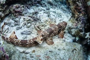 A descoberta dos tubarões ambulantes