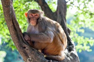 Túmulos de animais: um macaco de 4.000 anos