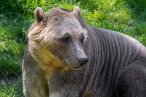 Hibridização em animais: o caso do grolar