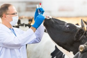 Imunologia veterinária: para evitar e tratar doenças