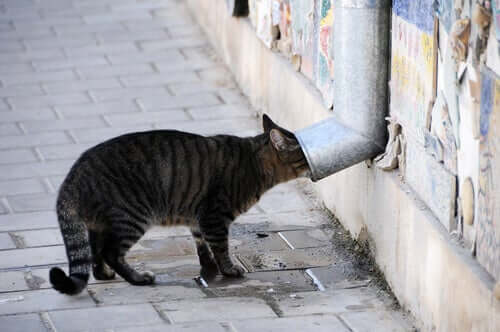 Como proteger seu gato contra venenos domésticos