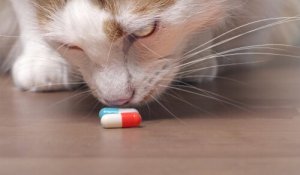 Como proteger seu gato dos venenos domésticos