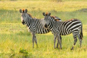 A zebra-da-planície: características e habitat