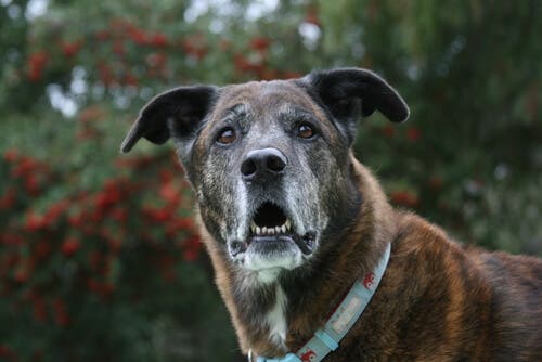 A personalidade dos cães muda com o passar dos anos?