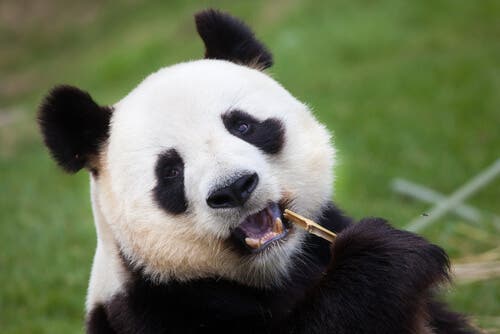 Curiosidades sobre o urso panda