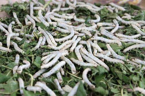 Folhas de amoreira como alimentação