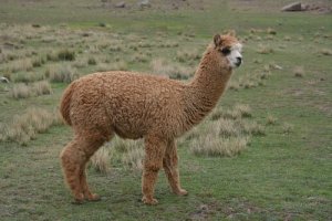 A alpaca: alimentação e domesticação