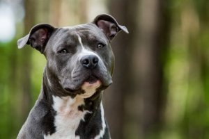 Tudo sobre o American Staffordshire Terrier