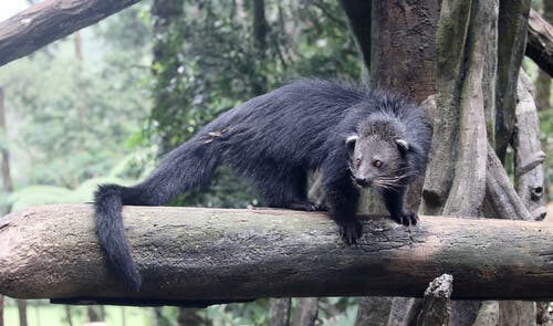 animais com cauda preênsil