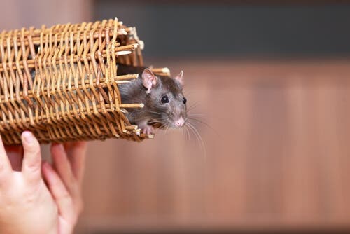 4 animais que podem viver em apartamento