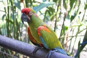 Araras ameaçadas da Bolívia: ararinha-de-testa-vermelha