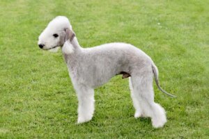 Bedlington terrier: características e personalidade