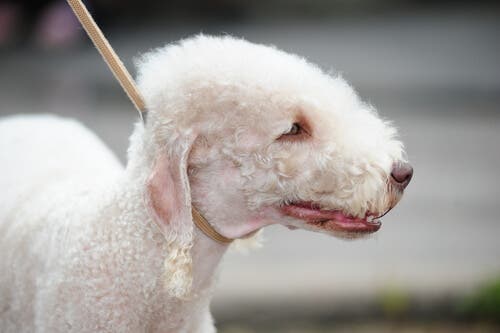 Bedlington terrier