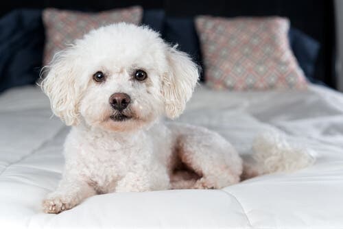 Bichon frisé