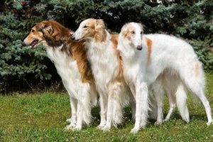 Borzoi: uma raça de cachorro desenvolvida na Rússia