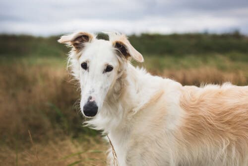 História e antecedentes do borzoi