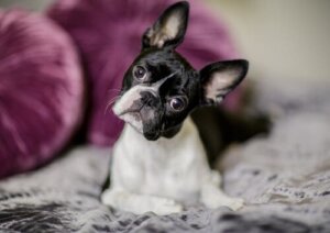 Como cuidar de um filhote de Boston terrier