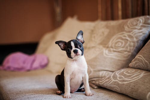 Boston terrier