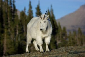 As cabras das Montanhas Rochosas