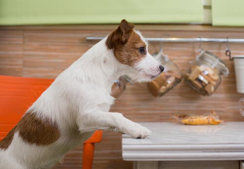 A memória dos cães