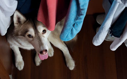 Mudar de casa com animais de estimação