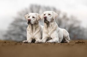O que você precisa saber sobre a clonagem de animais de estimação