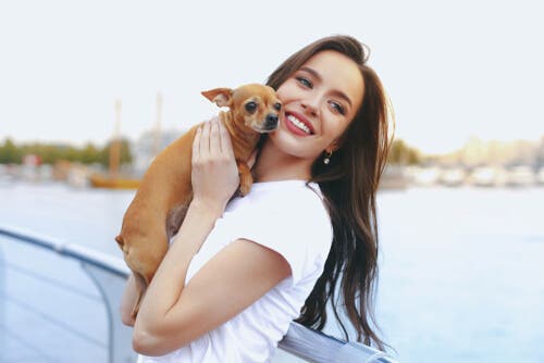 Conheça os cães toy