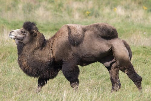 Camelo-bactriano: alimentação e habitat