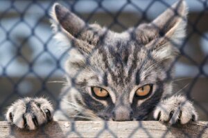 As unhas do gato: para que servem?