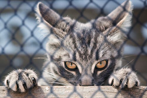 As unhas do gato: para que servem?