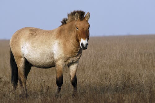 O cavalo da Mongólia
