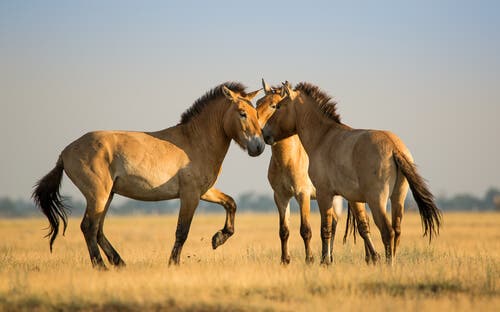 O cavalo da Mongólia: comportamento e reprodução