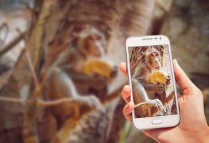 Chimpanzé usando celular: saiba por que não compartilhar o vídeo
