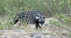 Reprodução da civeta-africana