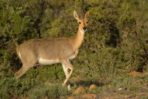 Alimentação e habitat do cobo-dos-juncais