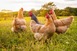 Qual é a causa da coccidiose nas galinhas?