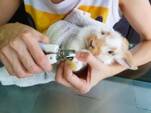 Como cuidar das unhas do seu coelho