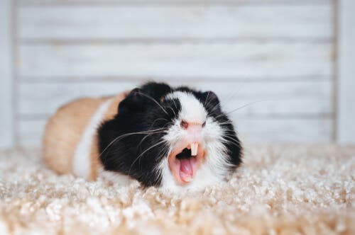 problemas digestivos em roedores