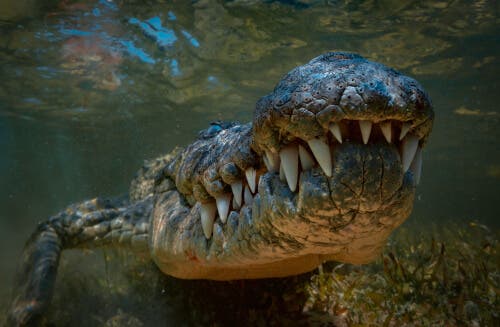 Tipos de crocodilos
