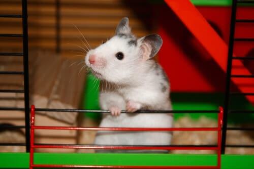 Ratos e camundongos: cada vez mais populares