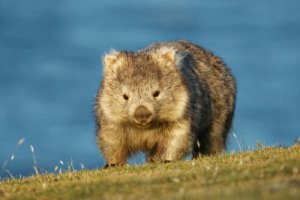 Curiosidades sobre os wombats