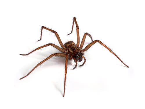 Curiosidades sobre as aranhas