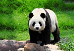 Curiosidades sobre o urso panda